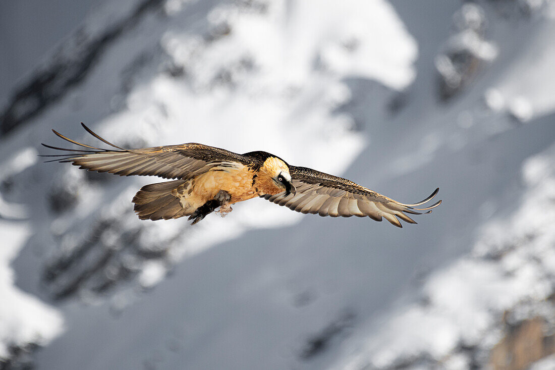 Stelvio National Park, Lombardy, Italy. Bearded vulture