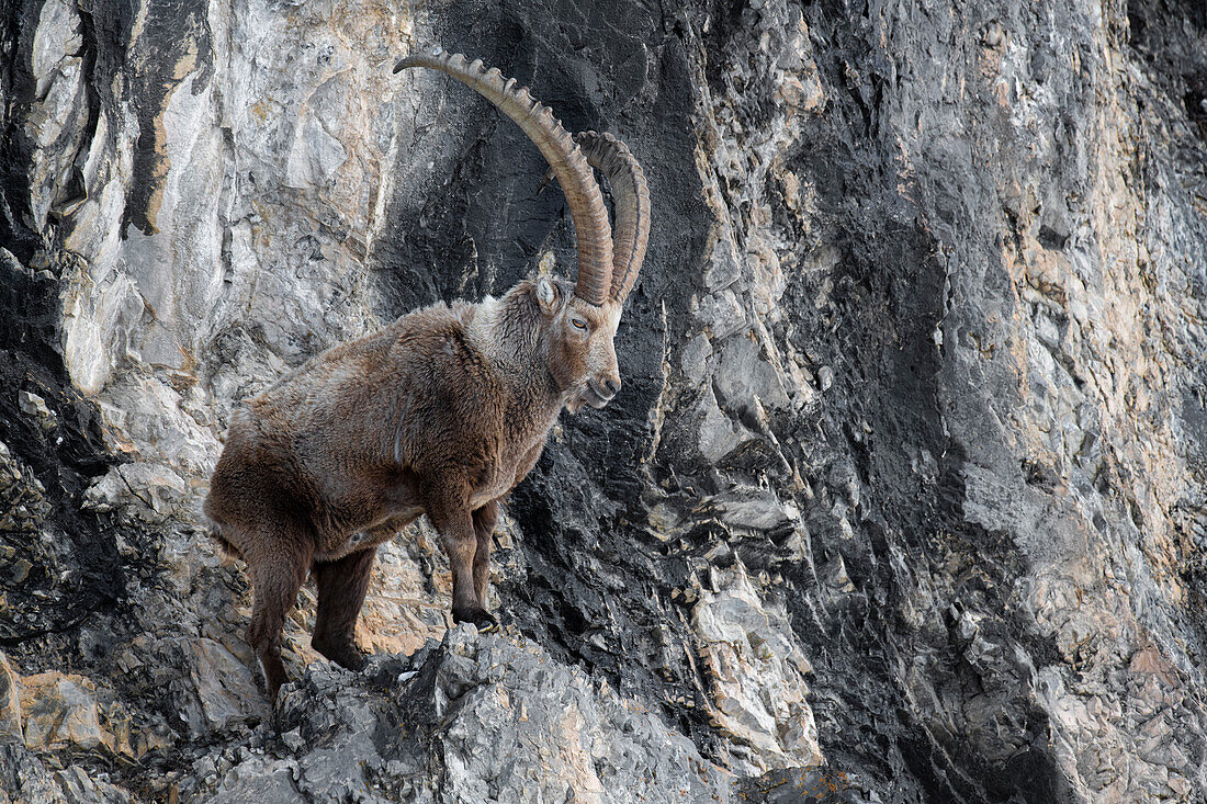 Stelvio National Park,Lombardy,Italy. Capra ibex