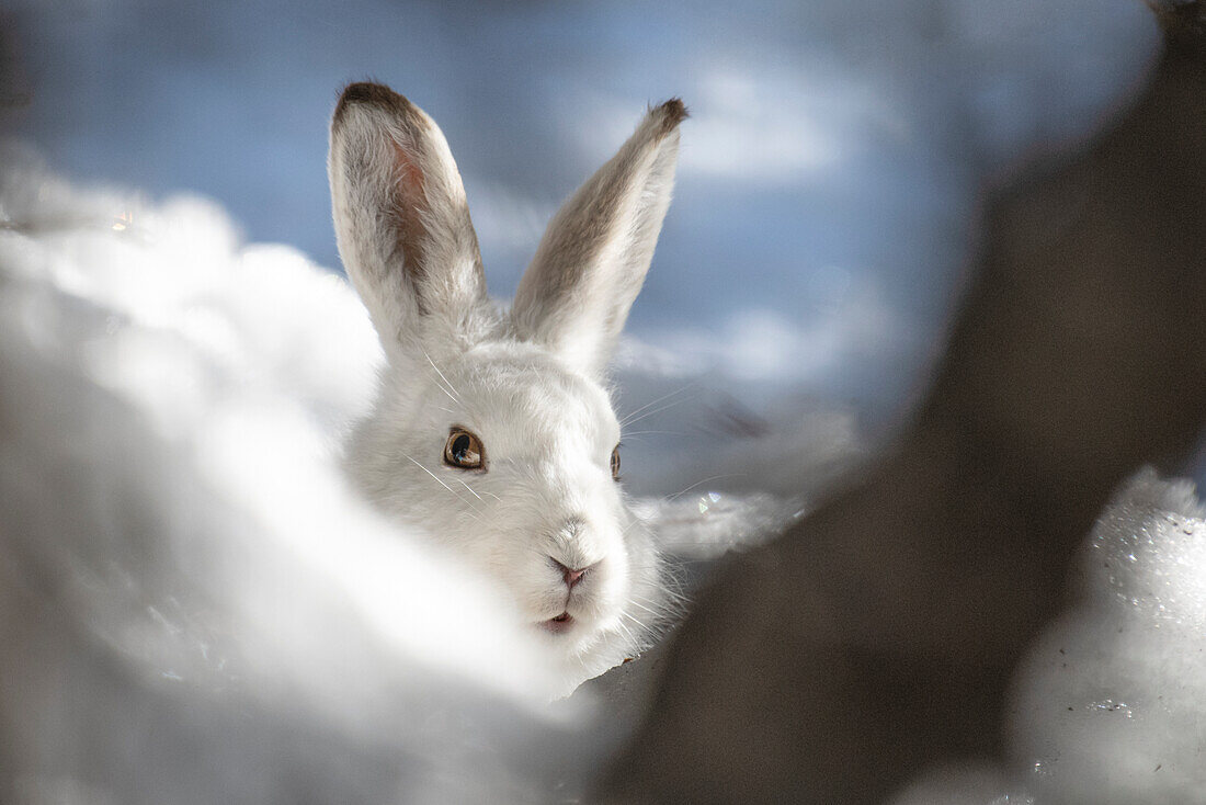 Stelvio National Park, Lombardy,Italy. Hare, Lepus timidus