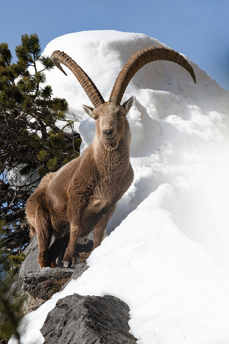 Stelvio National Park,Lombardy,Italy. Capra ibex