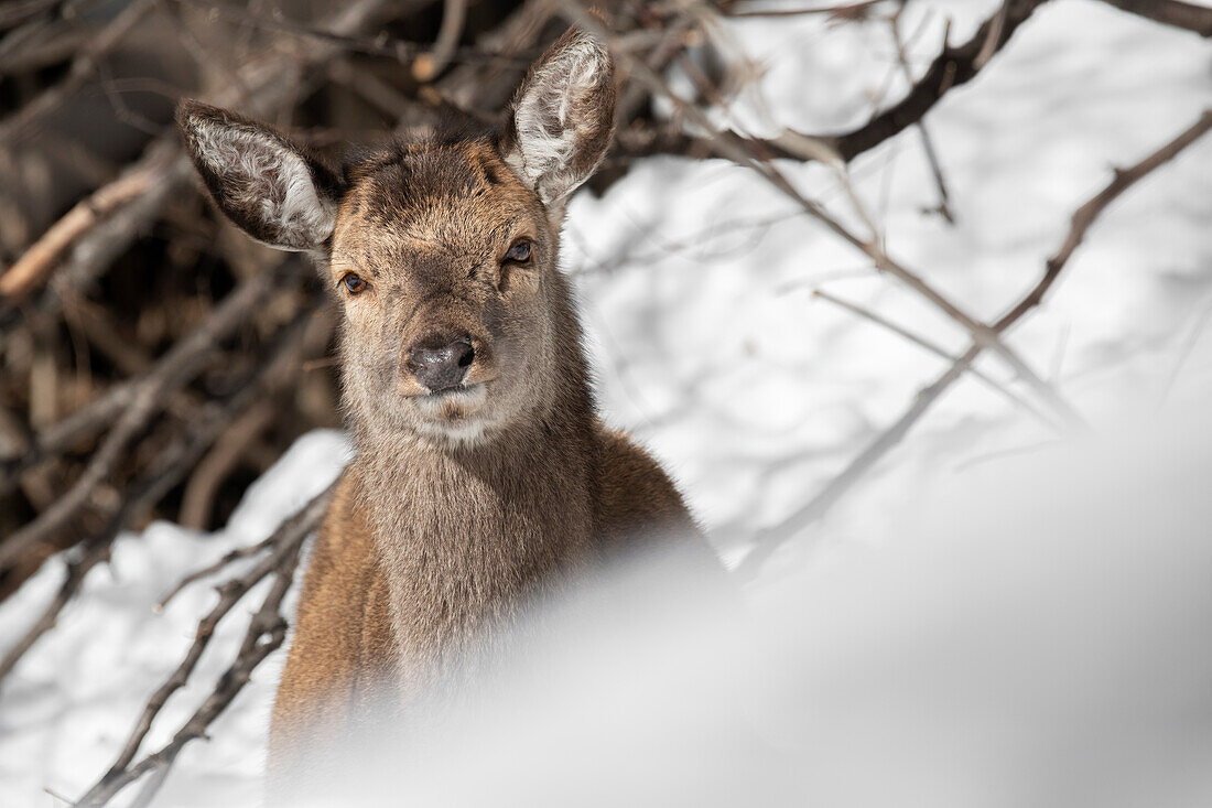 Rhätische Alpen, Lombardei, Italien. Hirsch, Cervus elaphus