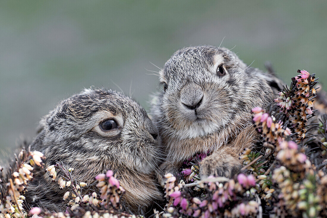 Park Orobie Valtellina, Lombardy,Italy. Hare,Lepus europaeus