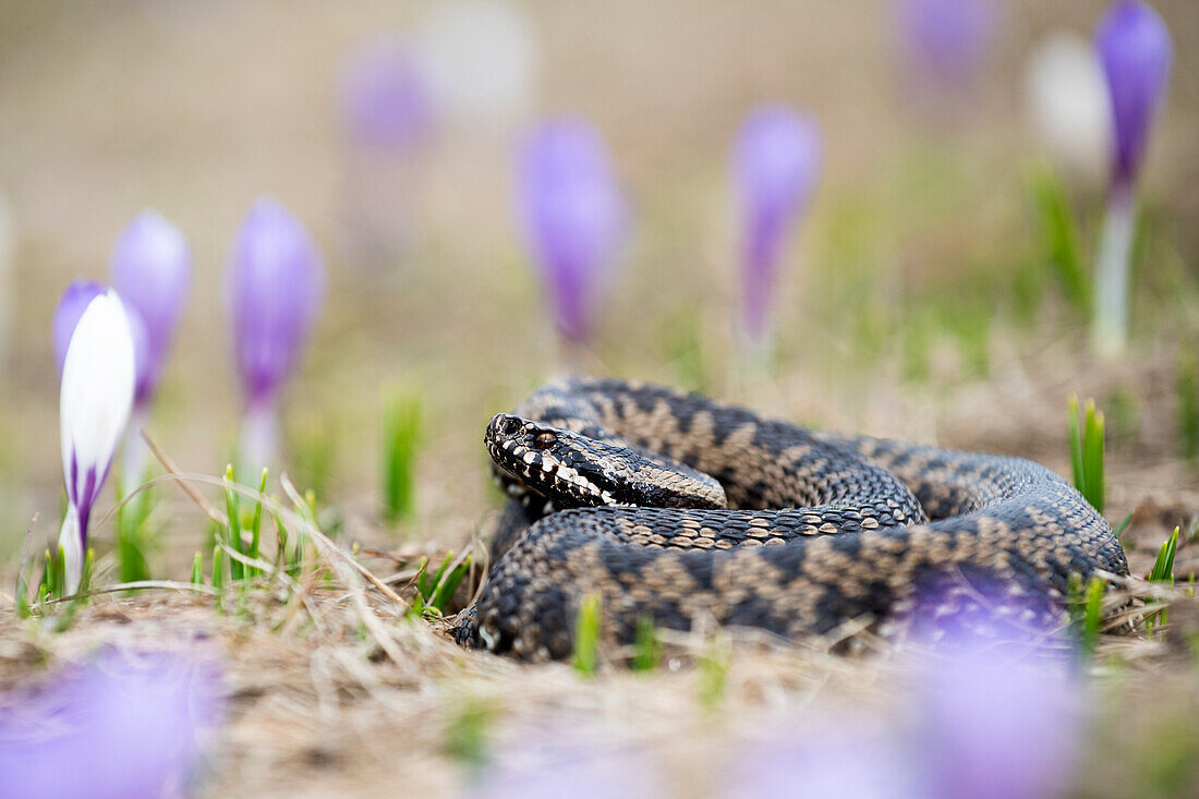 Park Orobie Valtellina, Lombardei, Italien. Vipera berus