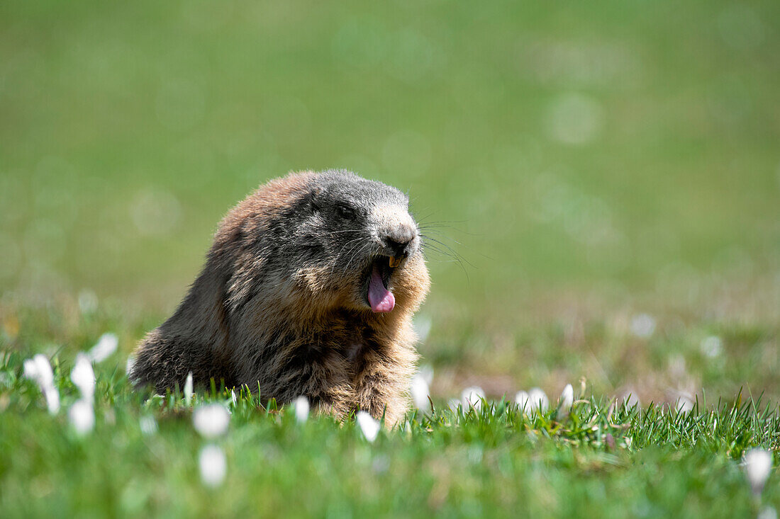 Stelvio-Nationalpark, Lombardei, Italien. Alpenmurmeltier, Marmota marmota