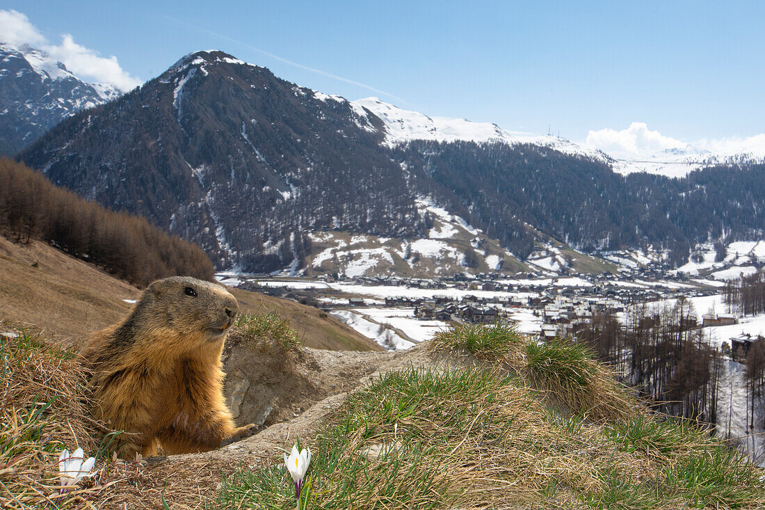 Livigno, Lombardei, Italien. Alpenmurmeltier, Murmeltier, Marmota marmota