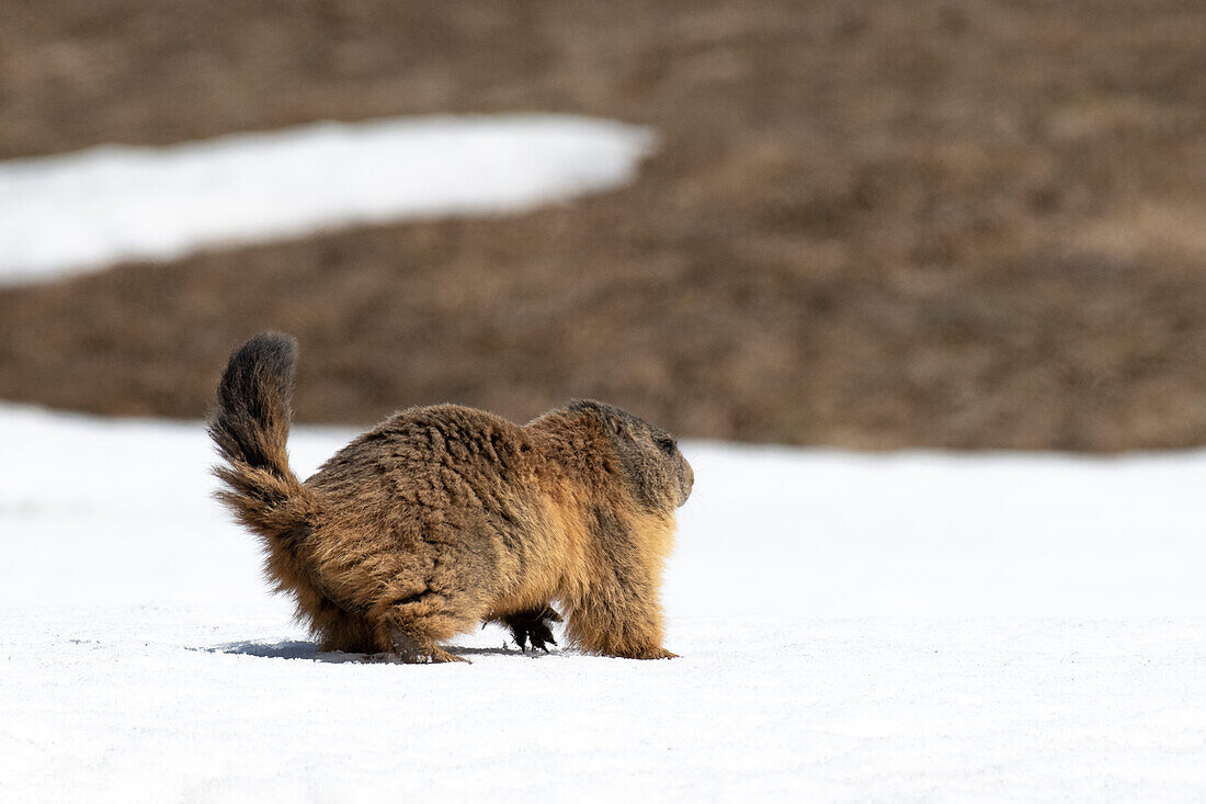 Stelvio-Nationalpark,Lombardei,Italien. Alpenmurmeltier, Marmota marmota