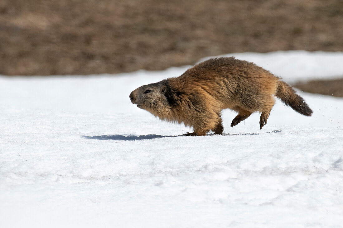 Stelvio-Nationalpark,Lombardei,Italien. Alpenmurmeltier, Marmota marmota