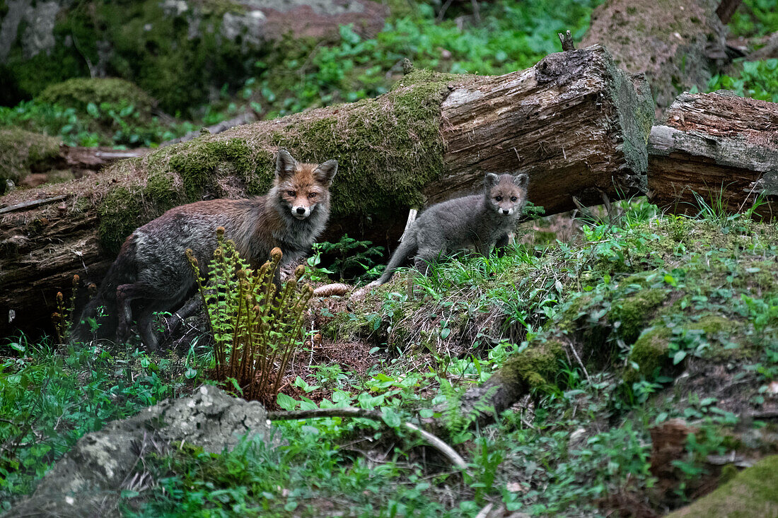 Park Orobie Valtellina, Lombardei, Italien. Volpe rossa, Rotfuchs, Vulpes vulpes