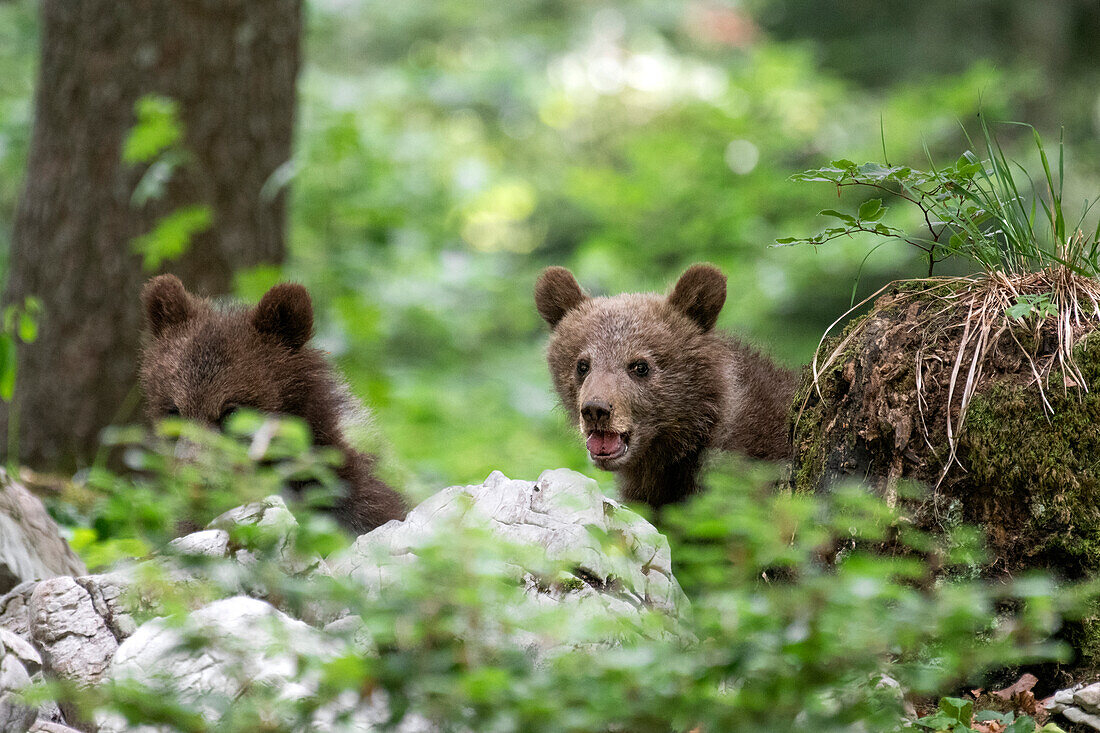 Ursus arctos -Braunbär- Slowenien