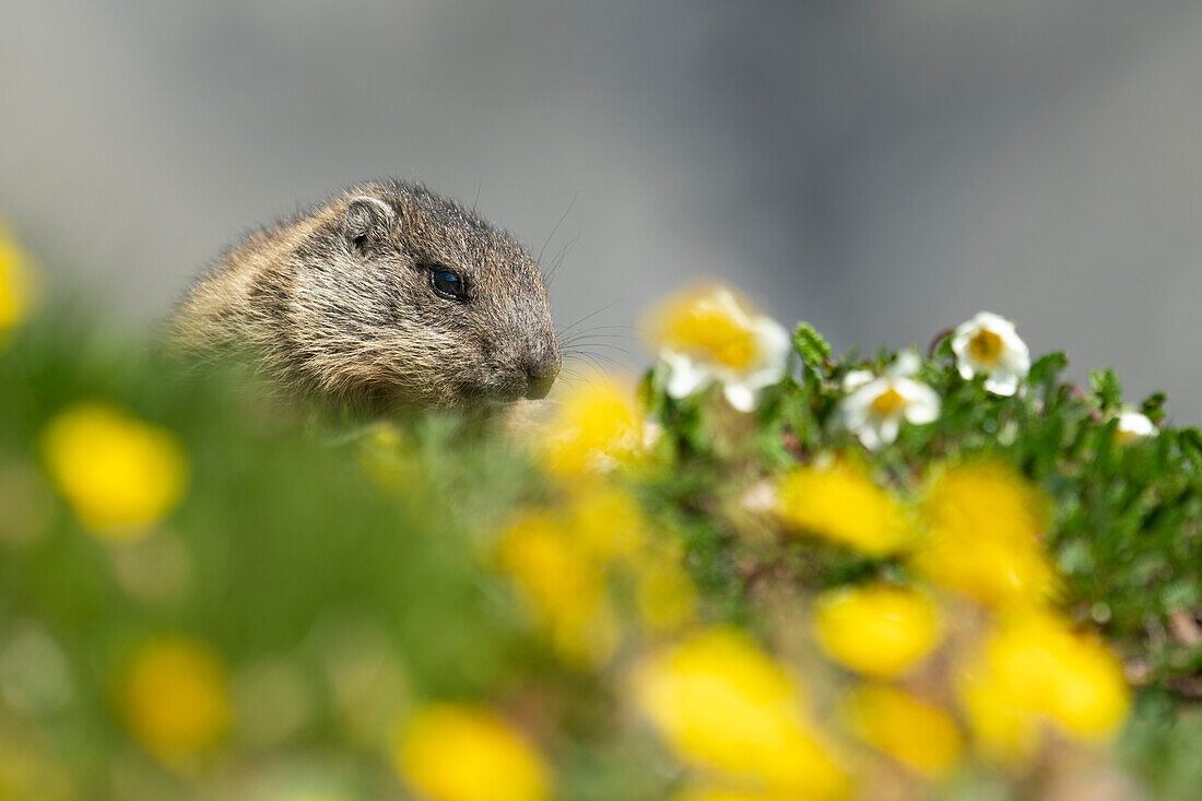 Stelvio National Park,Lombardy,Italy. Alpine marmot,marmota marmota