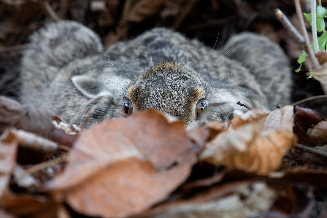 Park Orobie Valtellina, Lombardy,Italy. Hare,Lepus europaeus