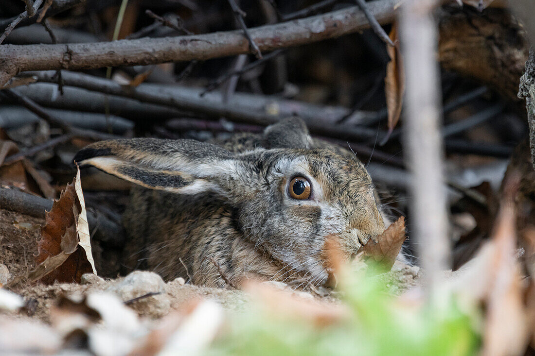 Park Orobie Valtellina, Lombardy,Italy. Hare,Lepus europaeus