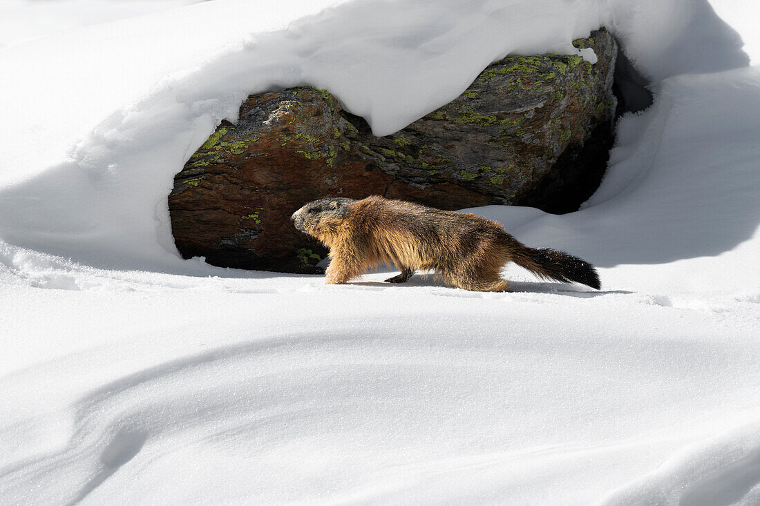 Rätische Alpen, Lombardei, Italien. Alpenmurmeltier, marmotta delle Alpi, marmota marmota.