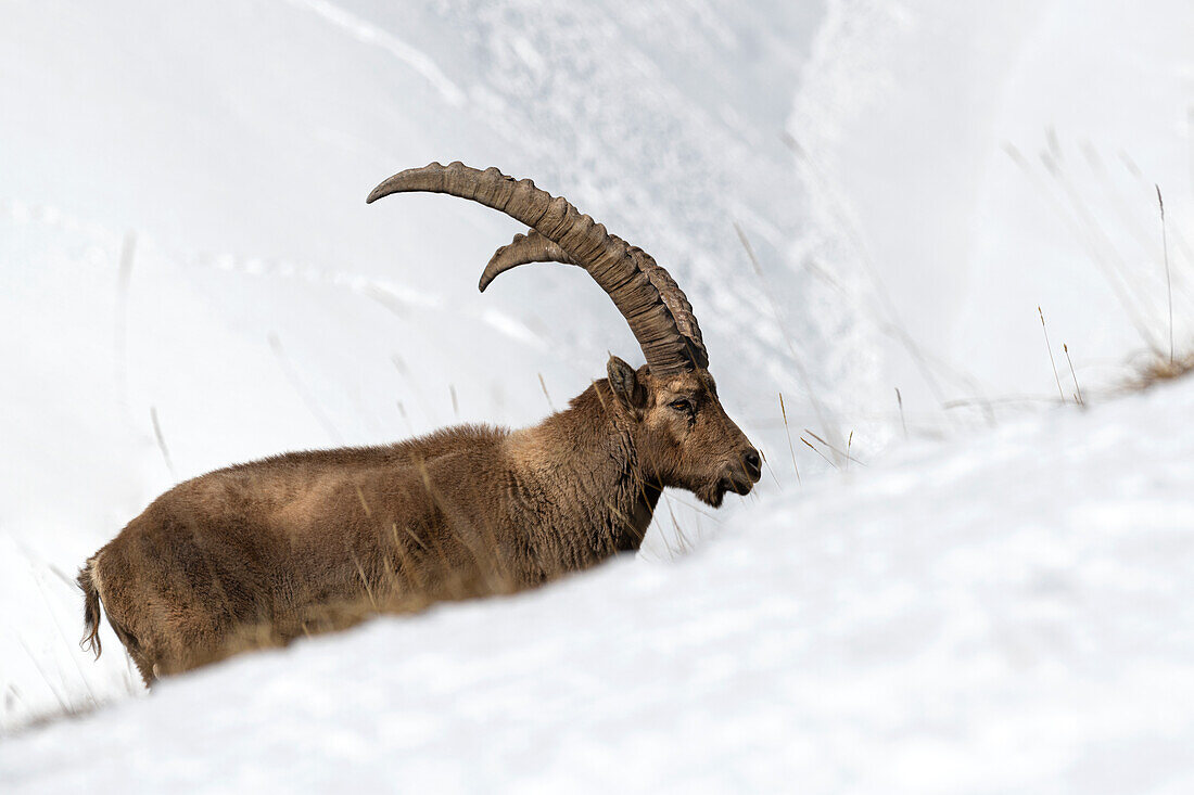 Livigno,Lombardy,Italy. Capra ibex