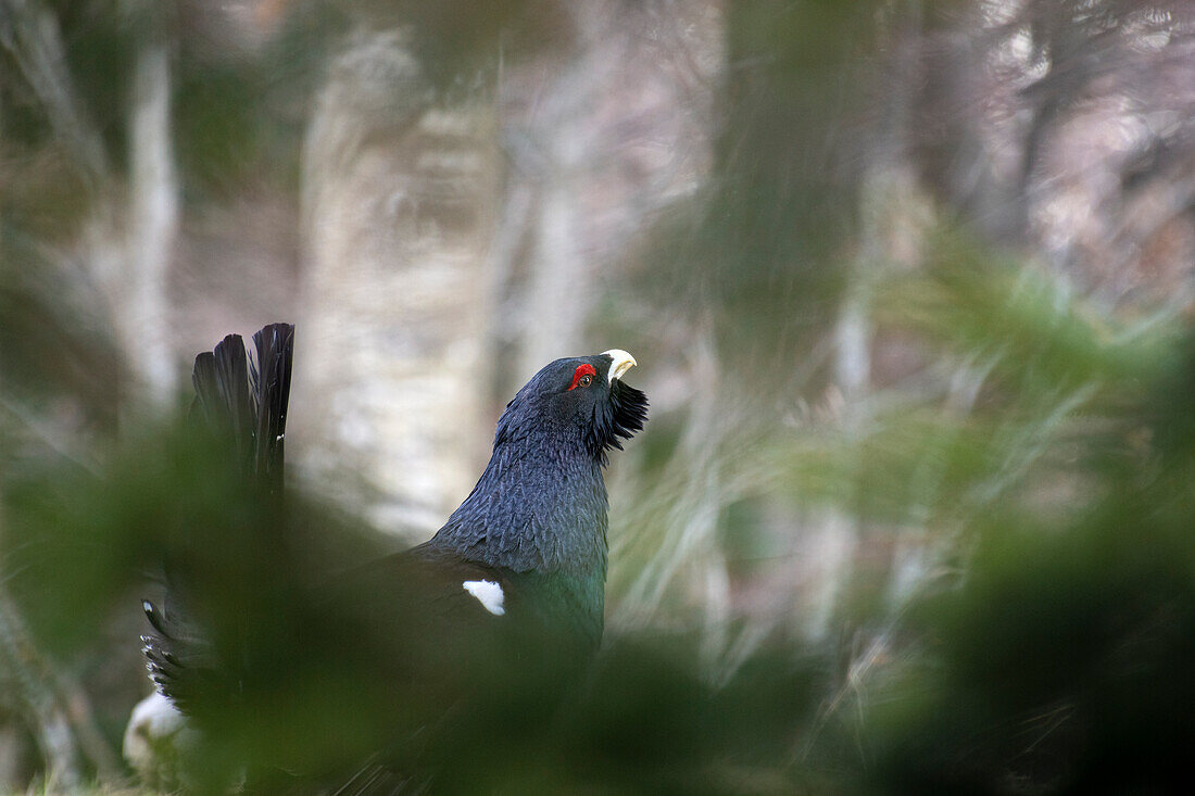 Western capercaillie,wood grouse (Tetrao urogallus). Trentino-Alto Adige, Italy