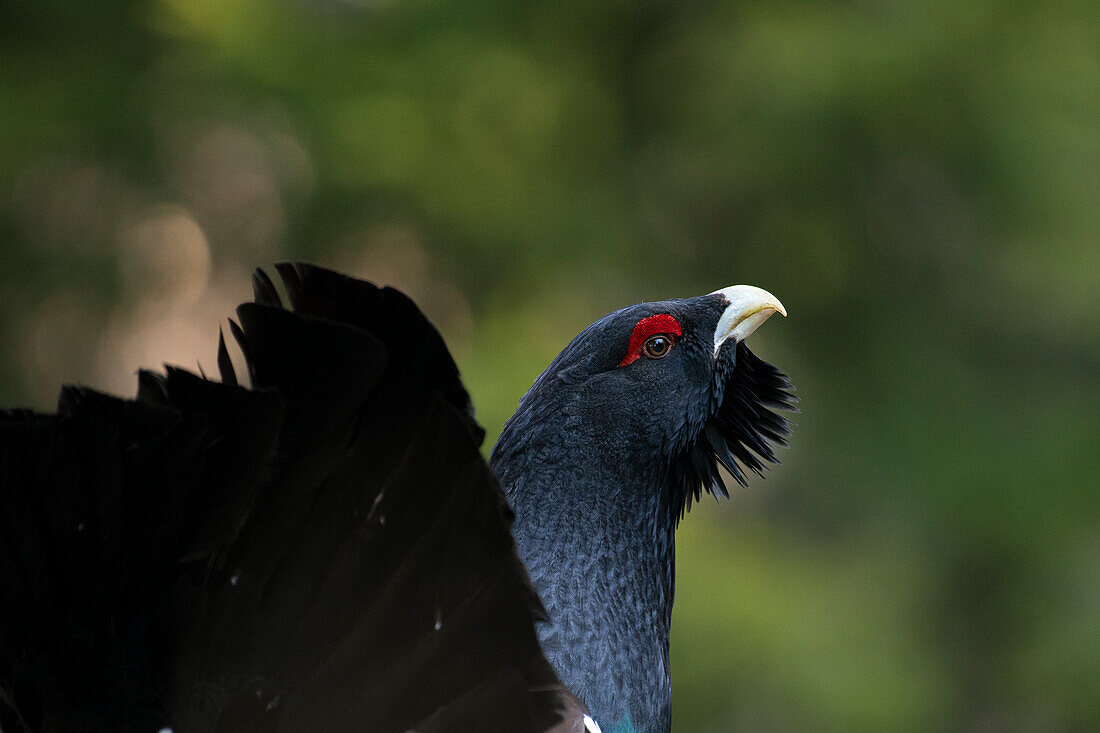 Western capercaillie,wood grouse (Tetrao urogallus). Trentino-Alto Adige, Italy