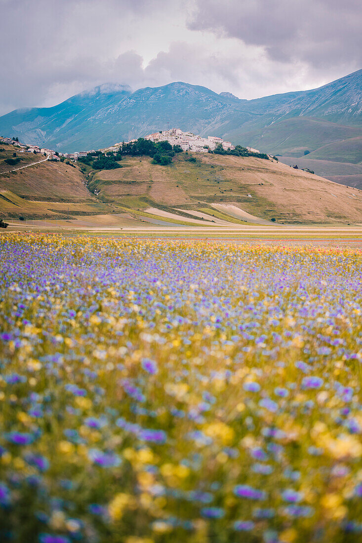Castelluccio di Norcia Landschaft mit Blumen. Abruzzen, Italien.