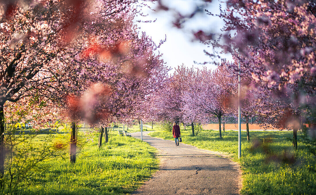 Ein Mädchen spaziert durch Kirschbäume in Modena, Emilia Romagna, Italien