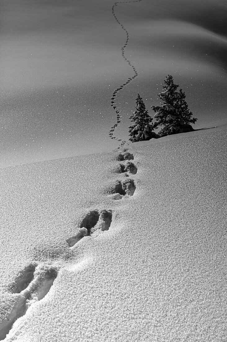 Nach starkem Schneefall auf der Alpe Prendèra, Dolomiten, Provinz Belluno, Venetien, Italien, Europa, verlieren sich die Fußspuren des Hasen am Horizont