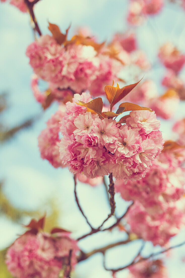 Blühender japanischer Kirschbaum