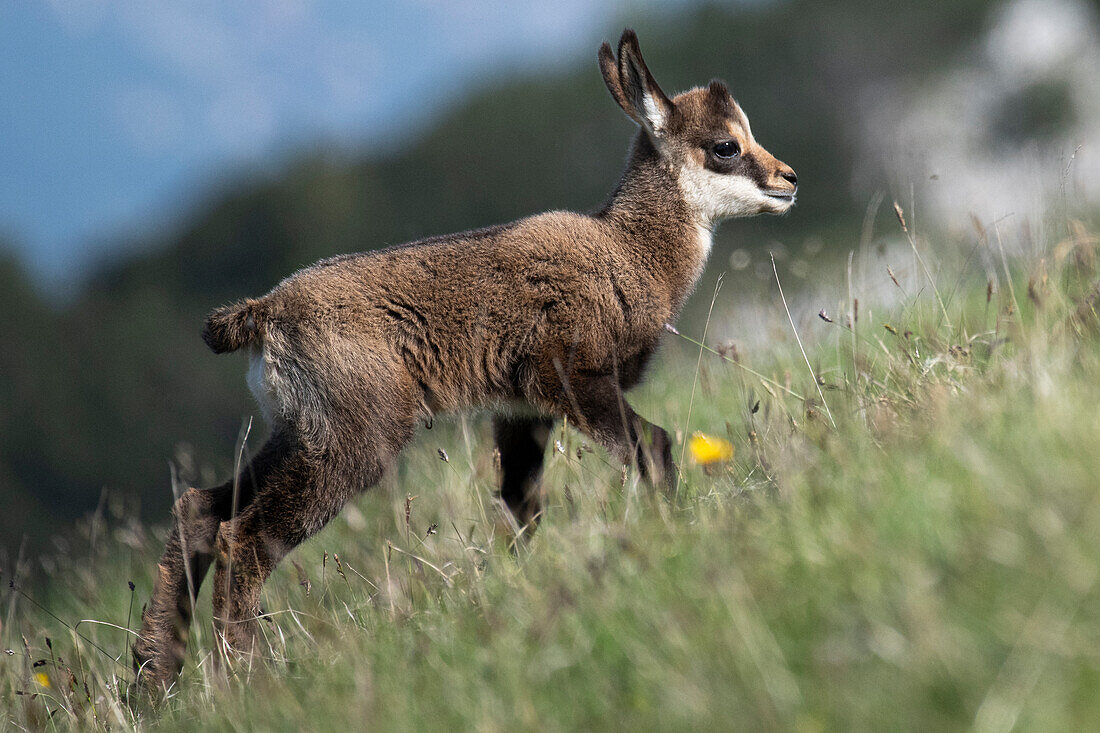 Chamois Rupicapra rupicapra. Trentino-Alto Adige, Italy