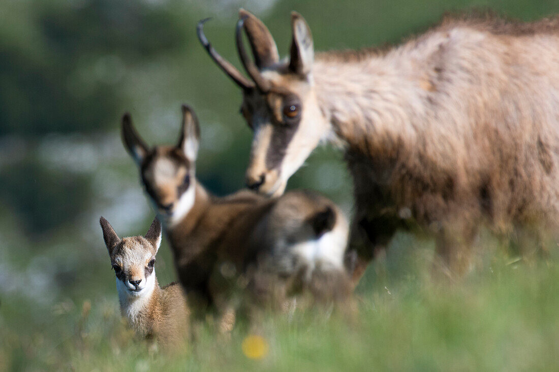 Gämse Rupicapra rupicapra. Trentino-Südtirol, Italien