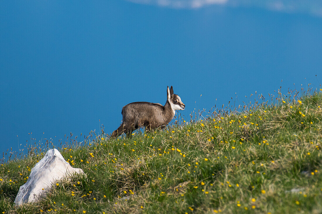 Gämse Rupicapra rupicapra. Trentino-Südtirol, Italien