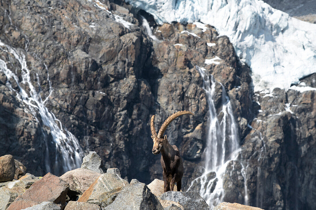 Ghiacciaio Fellaria, Valmalenco,Lombardei,Italien. Steinbock