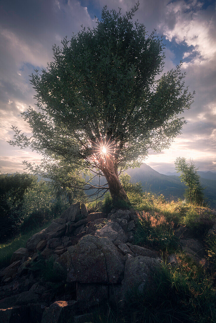 Die verblassende Sonne durchquert einen einsamen Baum am Col Del Lys, Provinz Turin, Piemont, Italien