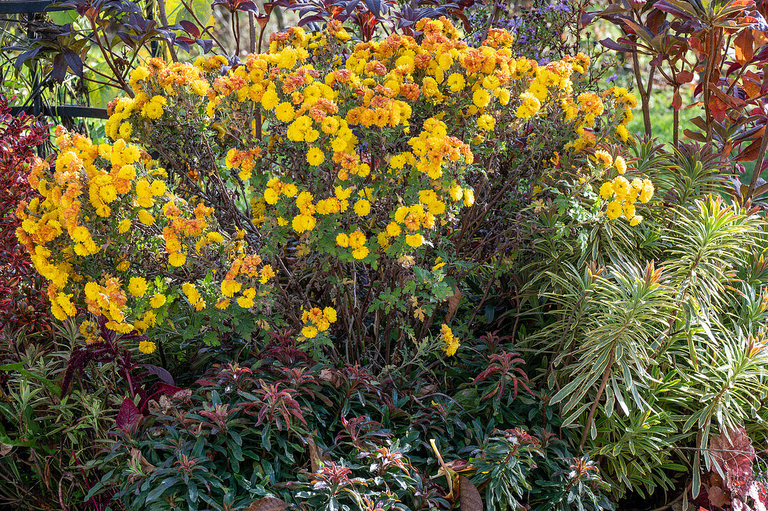 Autumn chrysanthemum and garden spurge in the garden bed