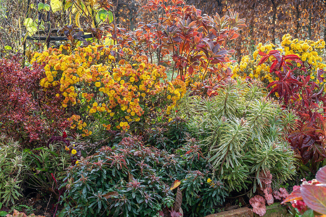 Autumn colored garden bed