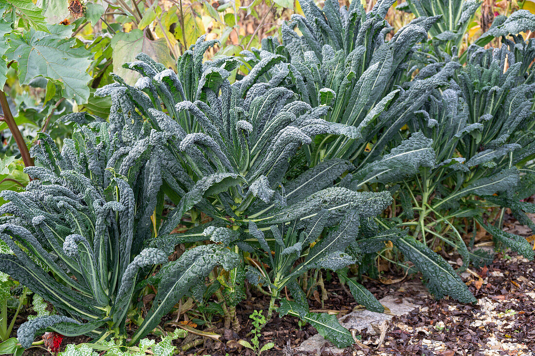 Lacinato kale (Nero di Toscana) in the vegetable garden