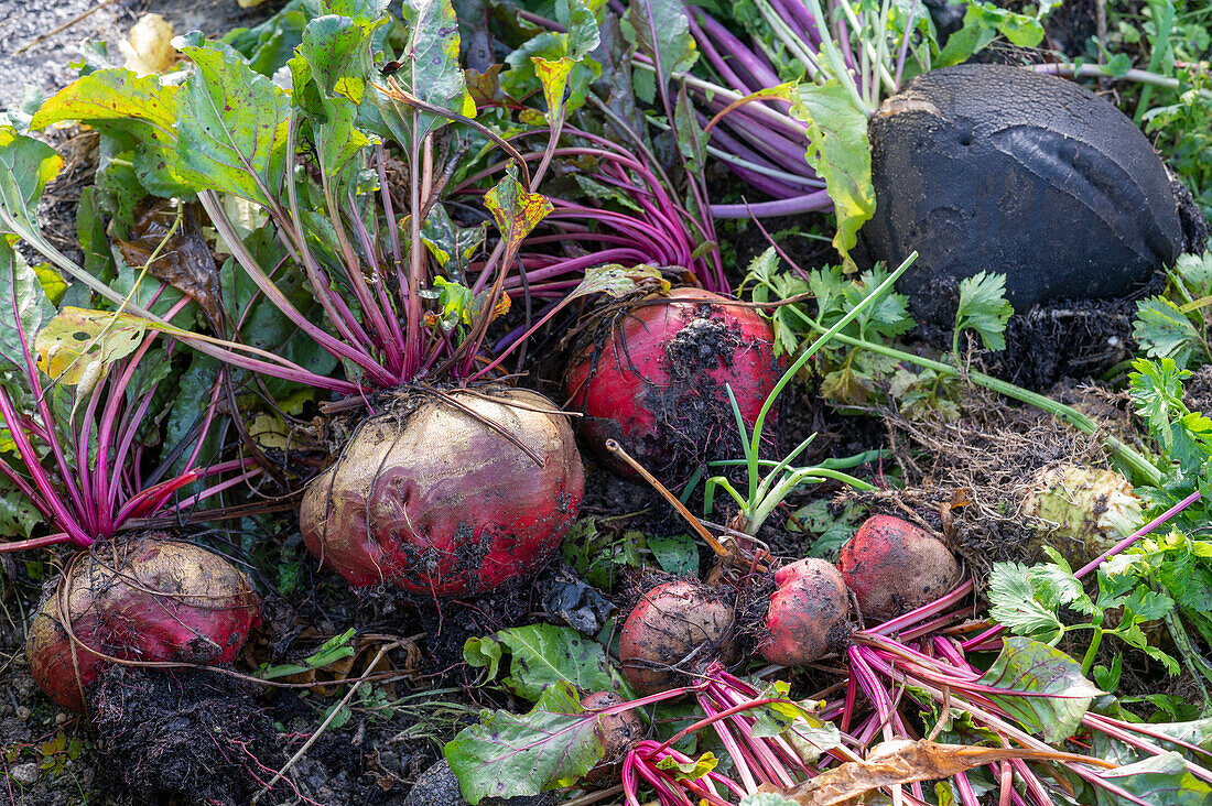 Rote-Bete-Knollen im Gemüsebeet