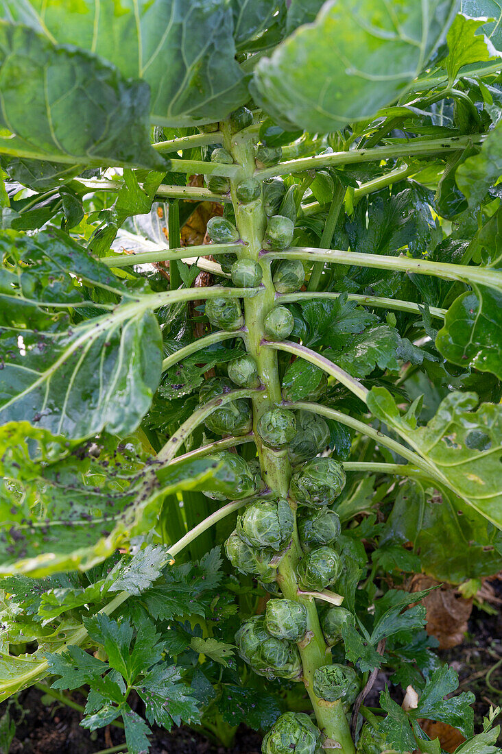 Brussels sprouts in the garden