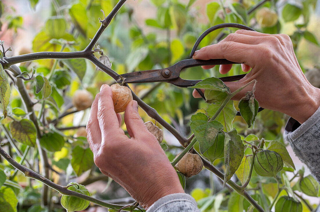 Harvesting Andean berry (Physalis peruviana) or Cape gooseberry