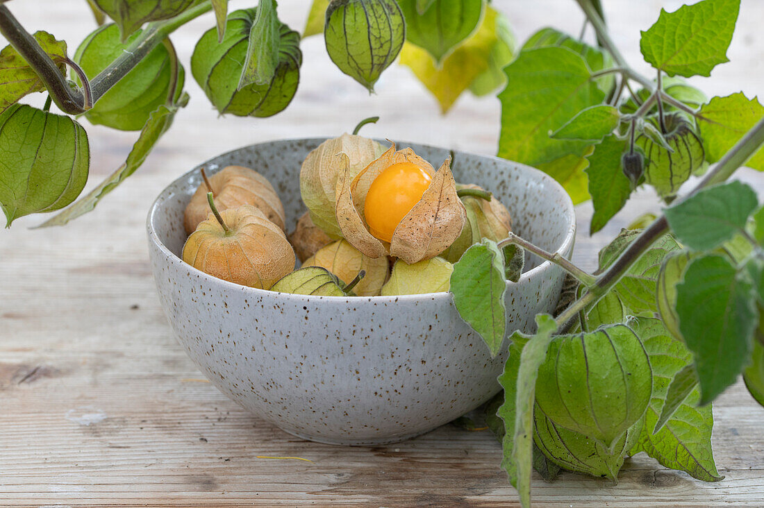 Geerntete Andenbeere (Physalis peruviana) oder Kapstachelbeere in Schüssel