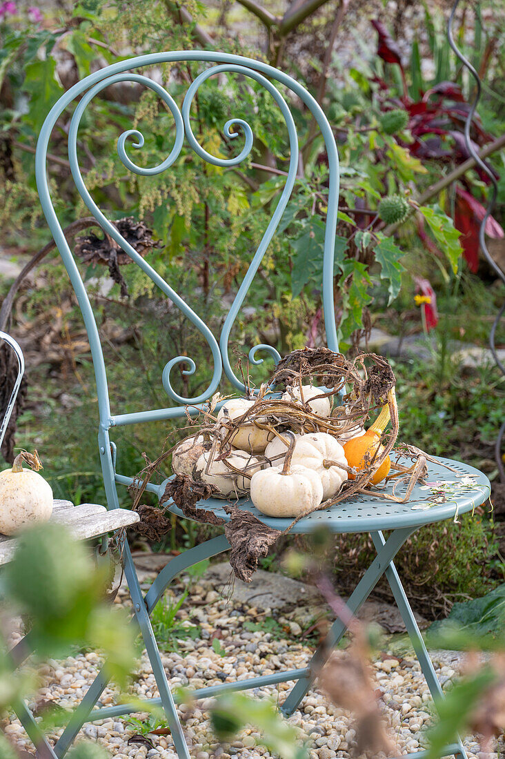 Herbststillleben, Zierkürbis auf Gartenstuhl