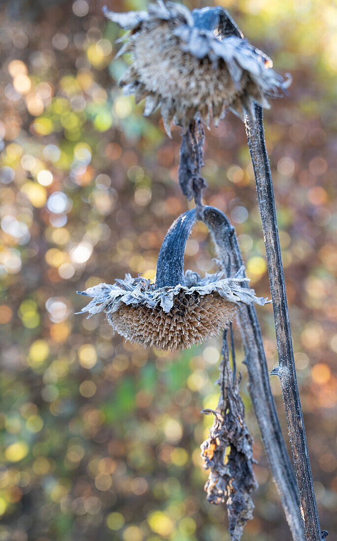 Vertrocknete Sonnenblumen (Helianthus Annuus) im Herbst mit Raureif