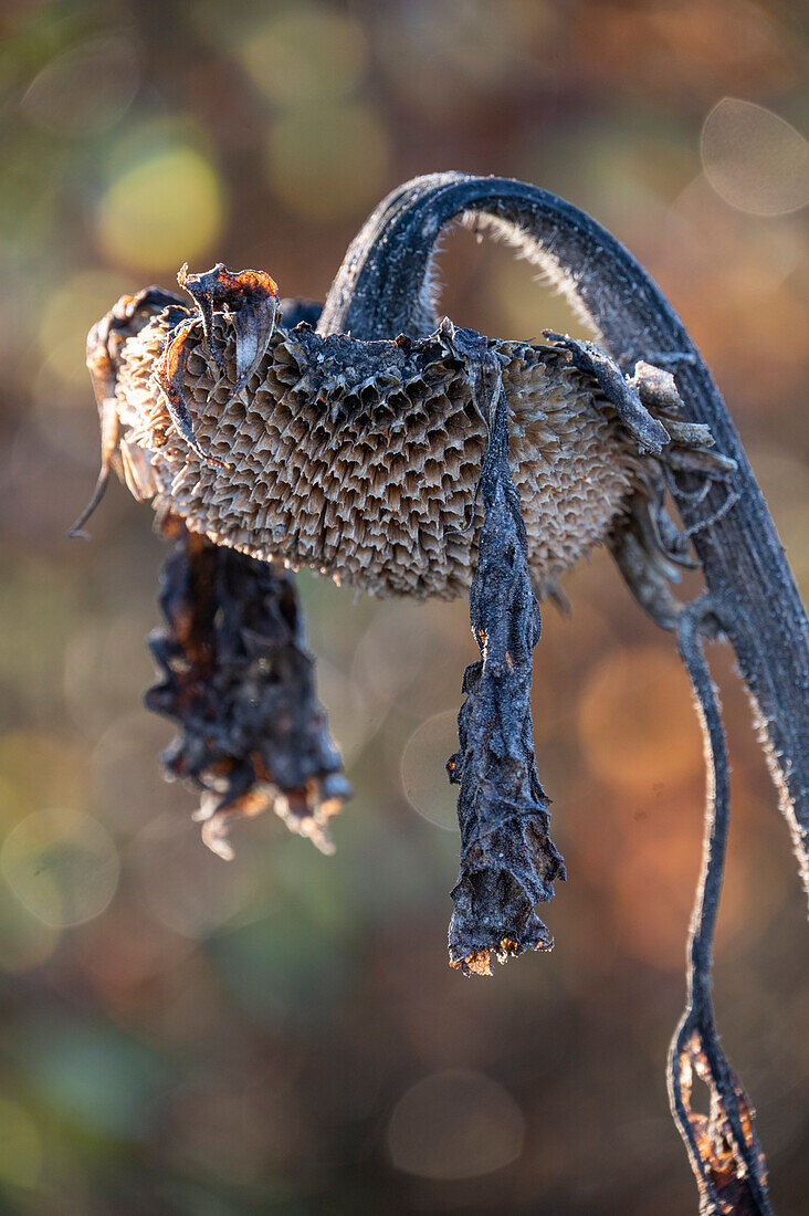 Withered sunflower (Helianthus Annuus) in autumn with hoarfrost