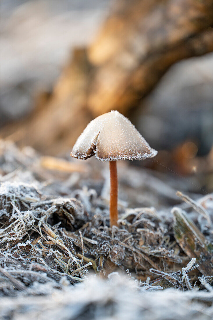 Behangener Düngerling (Panaeolus papilionaceus) mit Raureif