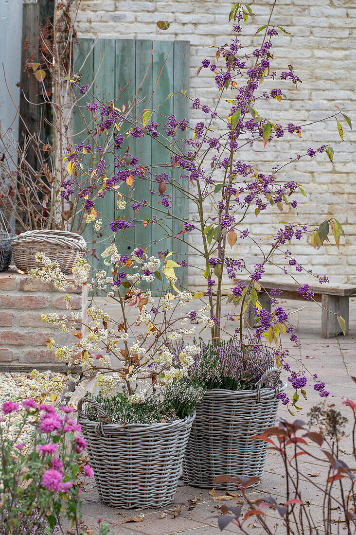 Berry decoration of snowberry (Symphoricarpos albus), and Bodinier beautyberry 'Profusion' (Callicarpa Bodinieri) in pots