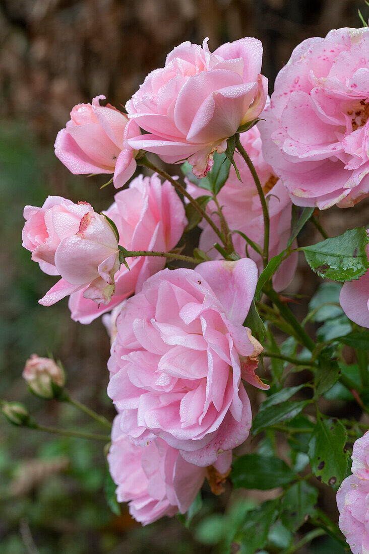 Englische Rose 'Sharifa Asma' (Rosa) im Blumenbeet in herbstlichem Garten