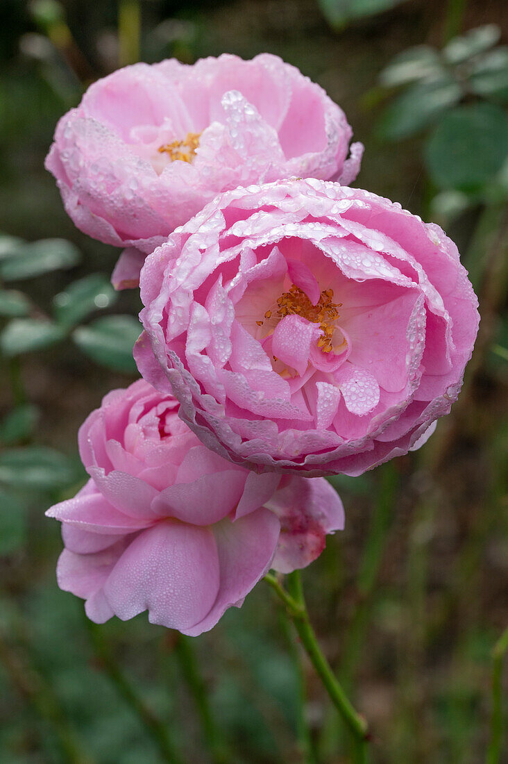 Englische Rose 'Sharifa Asma' (Rosa) in herbstlichem Garten