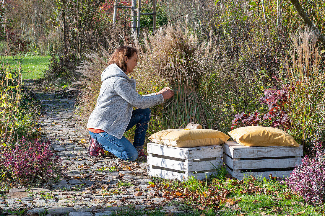 Frau beim zusammenbinden von Chinaschilf 'Kleine Silberspinne' (Miscanthus sinensis) vor dem Winter zur Vermeidung von Tonsurbildung