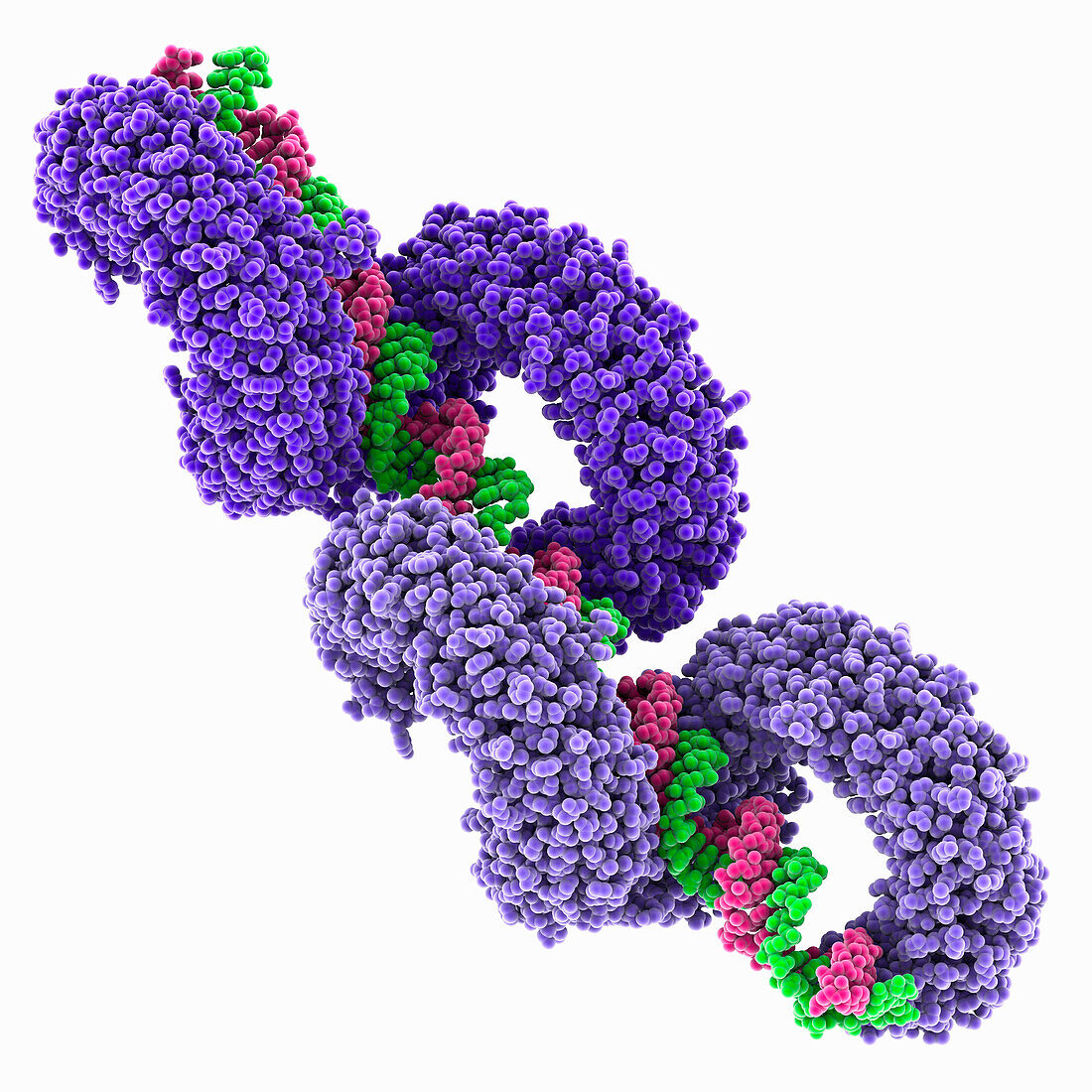 Toll-like receptor 3 complexed with RNA, molecular model