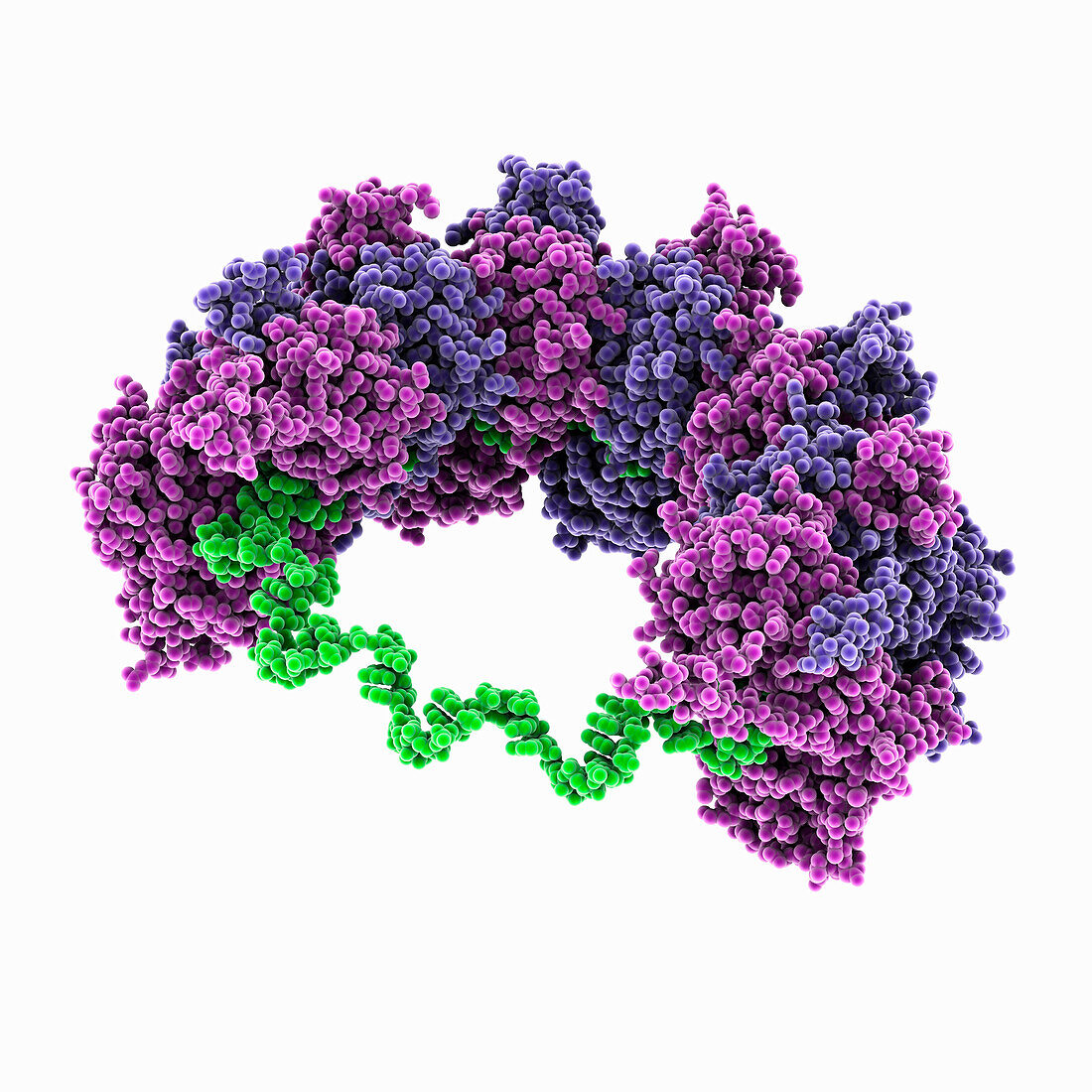 Rabies virus nucleoprotein-RNA complex, molecular model