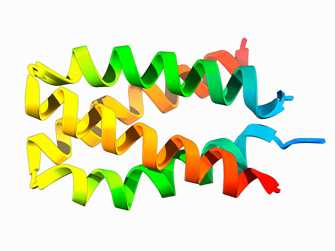 Rabies virus P3 dimerization domain, molecular model