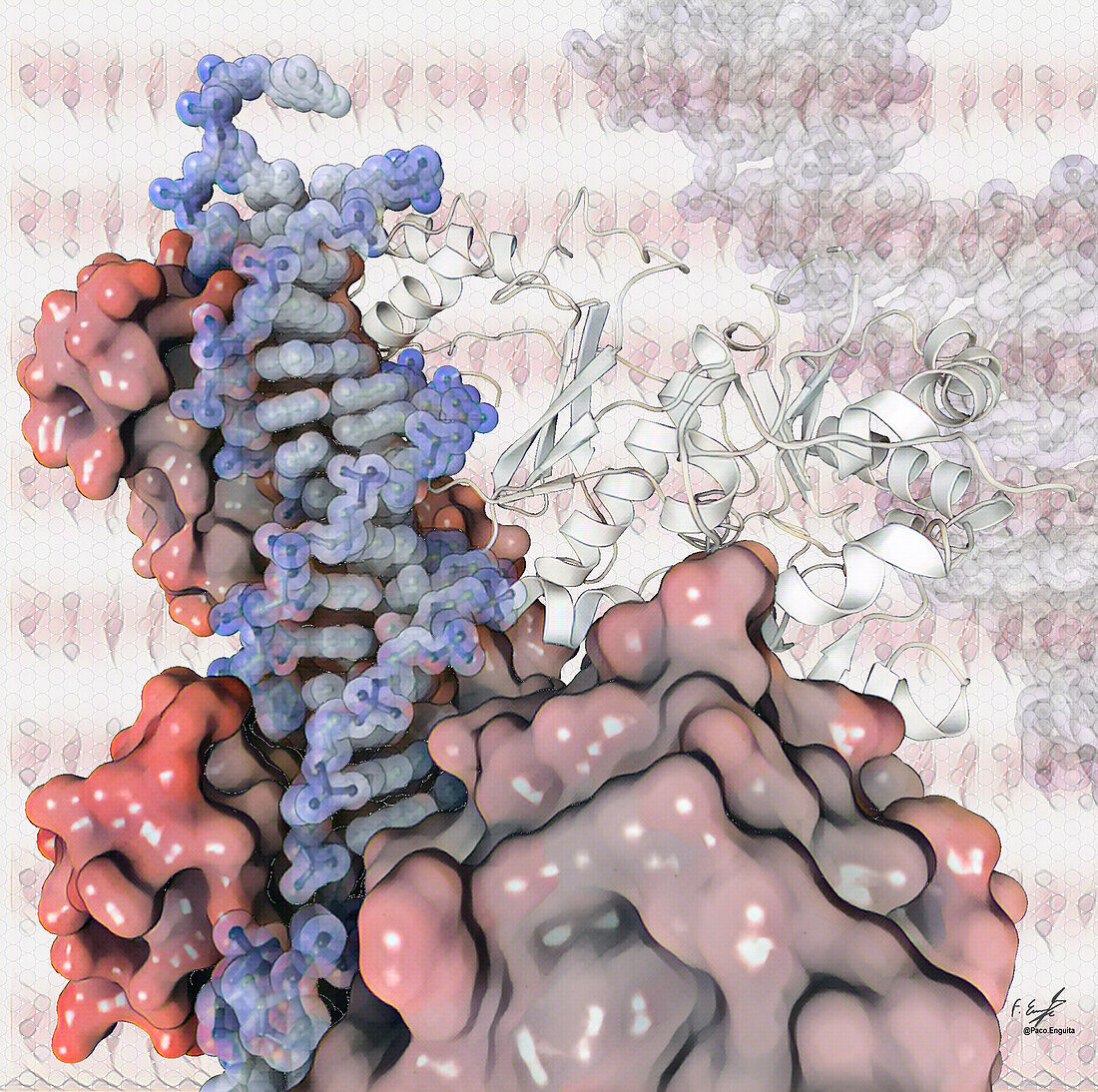 HIV reverse transcription enzyme, illustration
