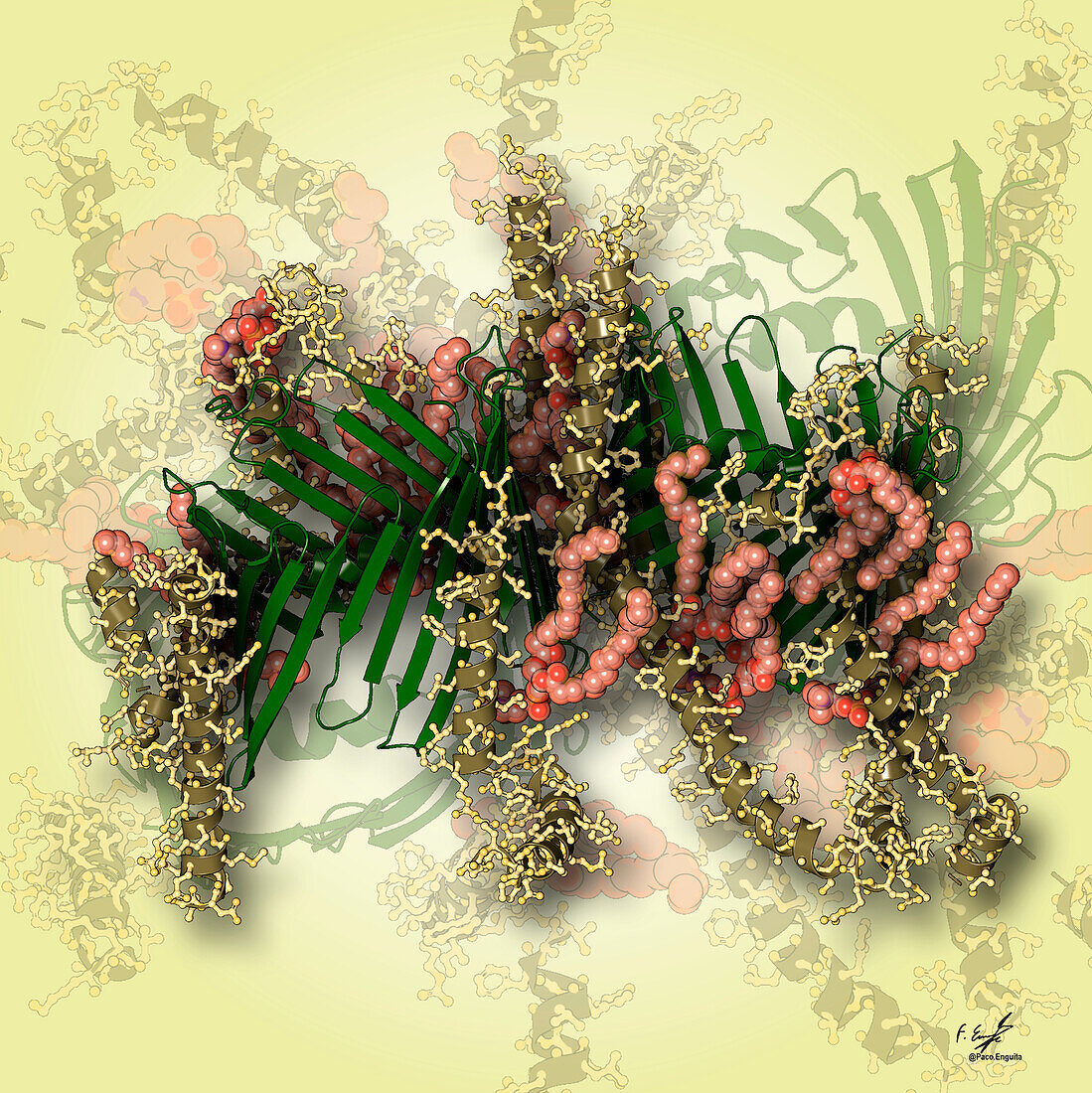 Translocase of the outer membrane, illustration