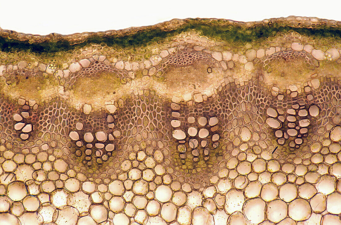 Fleabane stalk, light micrograph
